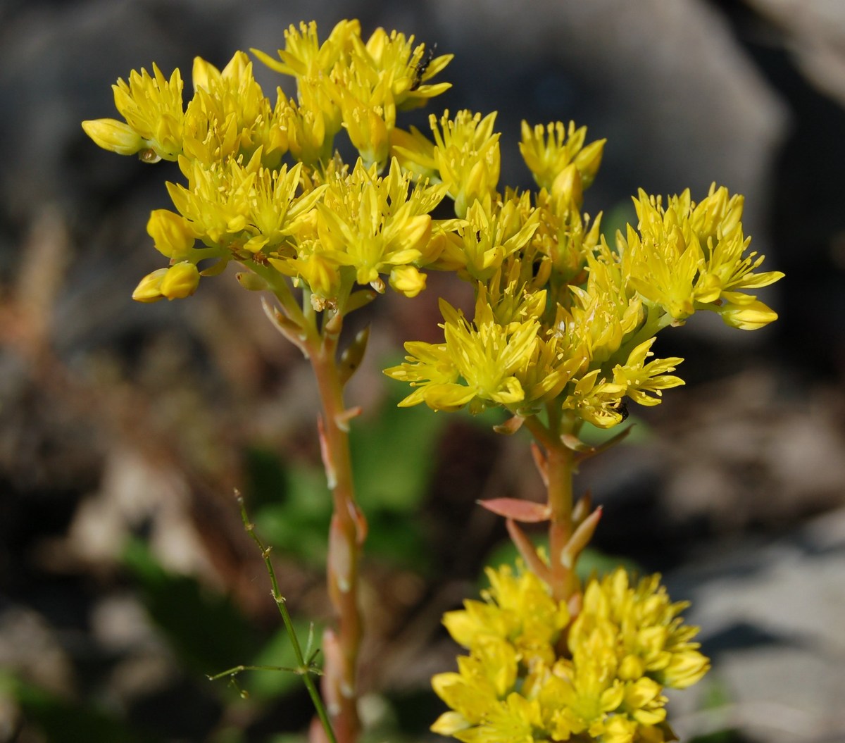 Un po'' di Sedum